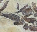Fossil Fish (Gosiutichthys) Mortality Plate - Lake Gosiute #63964-1